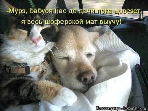 Подпись кошка. Кралю свою отправь пока на дачу. Открытка пора на дачу. Дача юмор. Смешные картинки про огород.