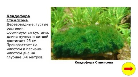 Рассмотрите изображение растений кладофора хвощ