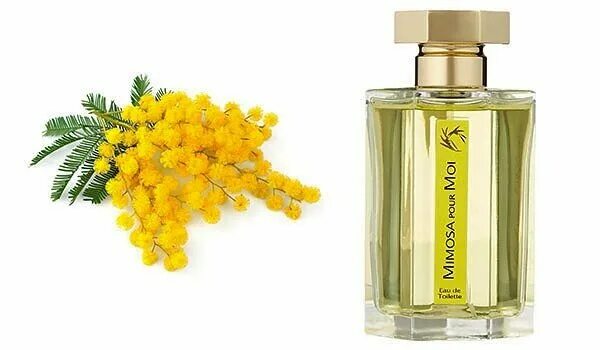 Mimosa l'Artisan Parfumeur. Духи Мимоза Ив Роше. Духи с ароматом мимозы. Духи пахнущие мимозой. Духи с запахом мимозы