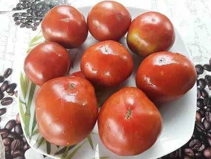 Гном смех кукабарры