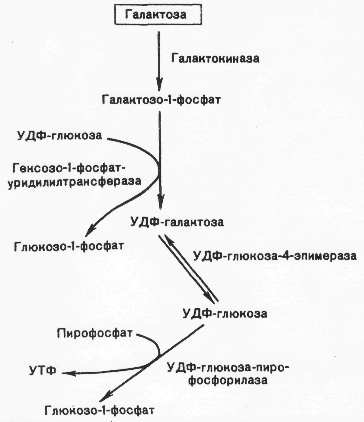 Галактоземия биохимия схема. Патогенез галактоземии схема. Схема метаболизма галактозы. Галактоземия биохимия реакция. Обмен фруктозы