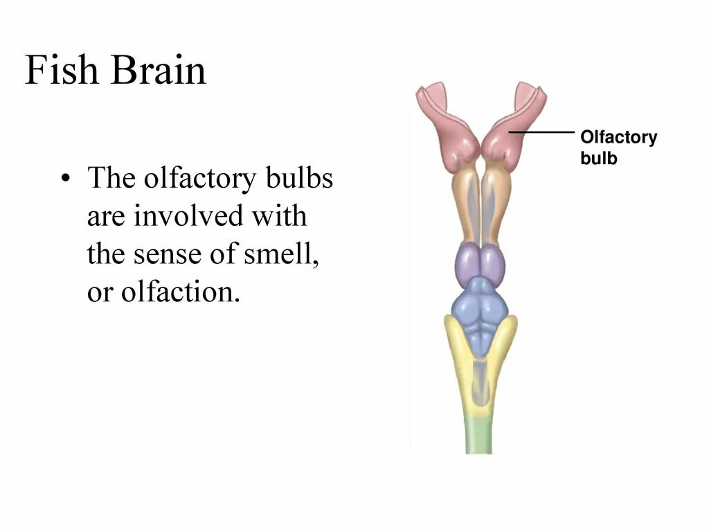 Brain fish. Fish for Brains.