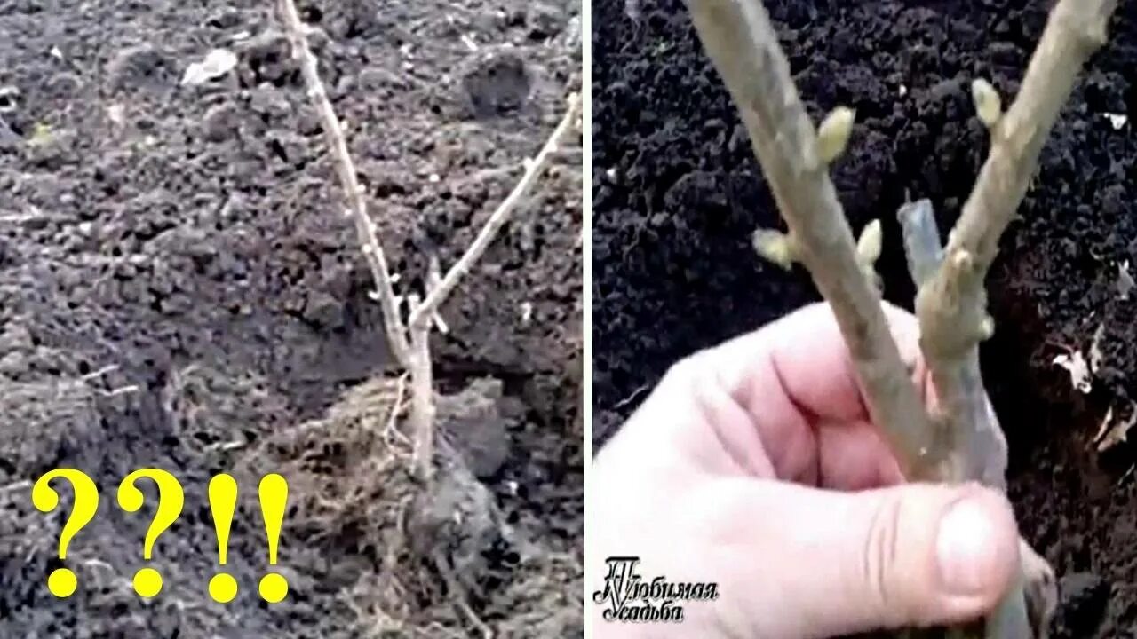 Как сохранить смородину до посадки