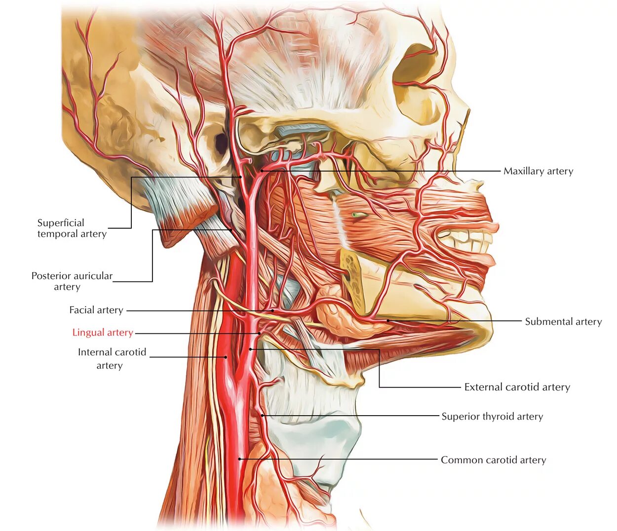Наружная Сонная артерия анатомия топография. Синтопия наружной сонной артерии. Задняя группа ветвей наружной сонной артерии. Наружная Сонная артерия околоушная железа. Где находится общая сонная артерия
