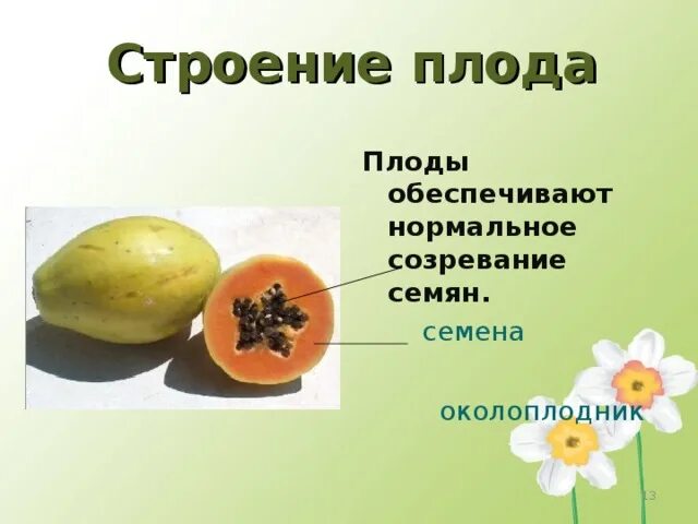 Созревают внутри плода. Околоплодник тыквы. строение плода. строение плода ягода. строение плода покрытосеменных.