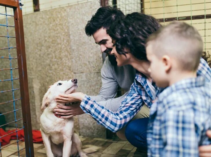 Animal shelter dogs