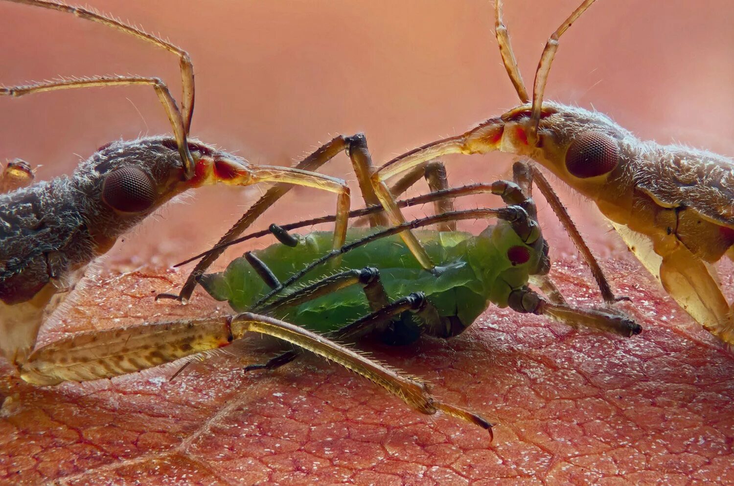 Эукариотическая клетка 3д. Конкурс микрофотографии nikon small world. Жизнь в микромире. Bbc: жизнь в микромире (2 dvd). Bbc микромир.