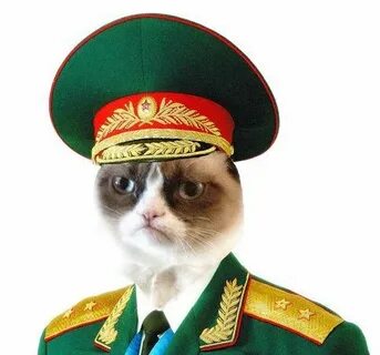 Кот в форме