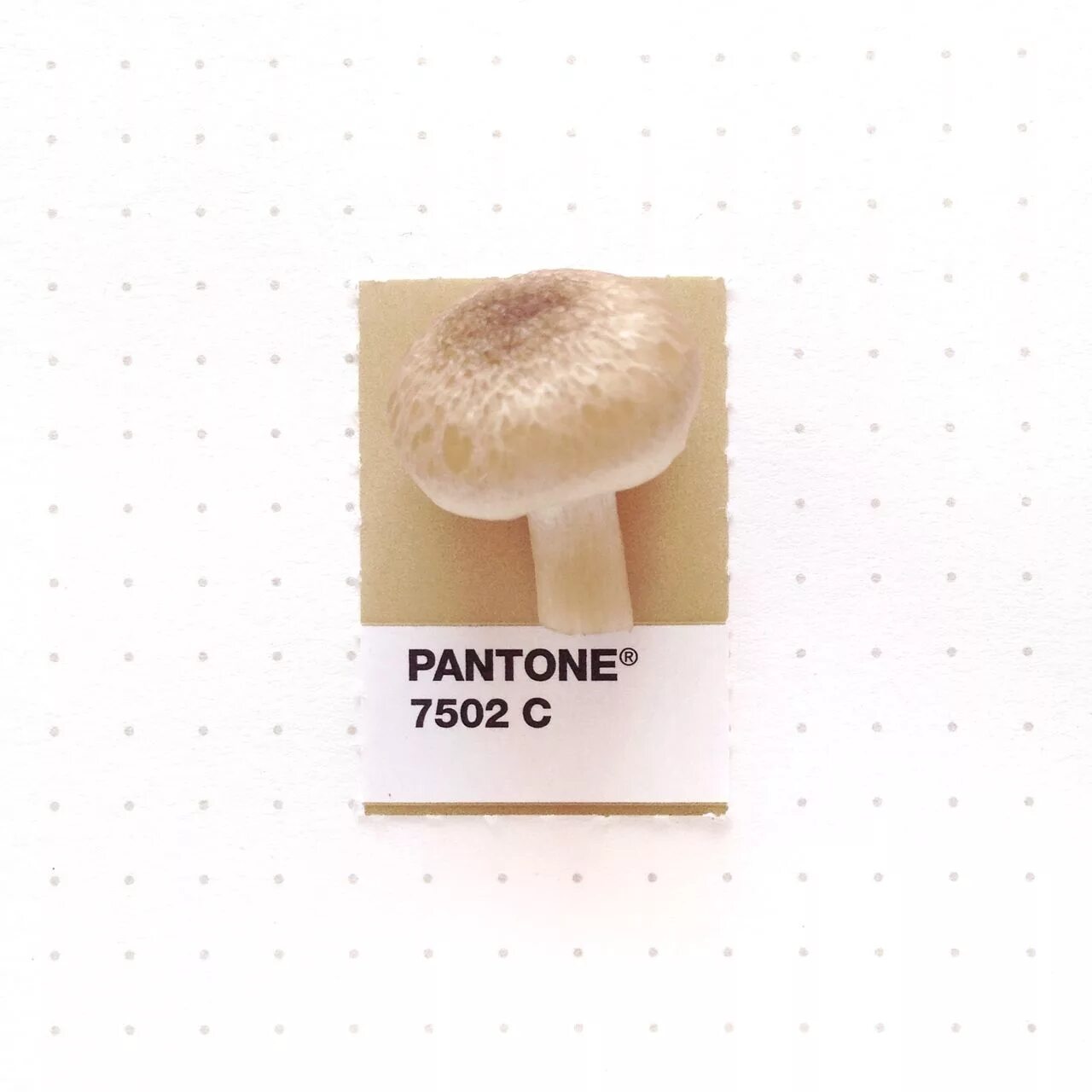 Pantone 7502c. Mushroom пантон. 7502с цвета пантон. Цвет Mushroom Pantone. Pantone mushroom