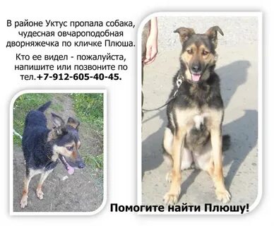 Найти собаку по кличке
