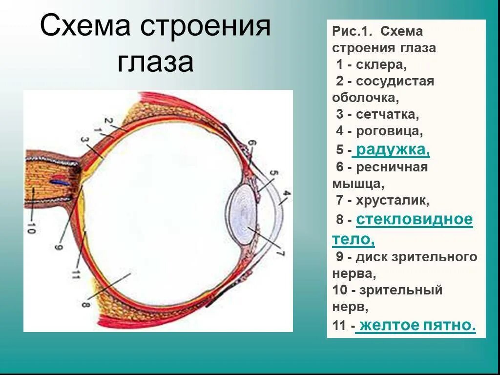 Зрительный анализатор строение и функции анатомия. Строение глаза человека схема. Строение глазного яблока биология 8 класс. Строение зрительного анализатора глазное яблоко.