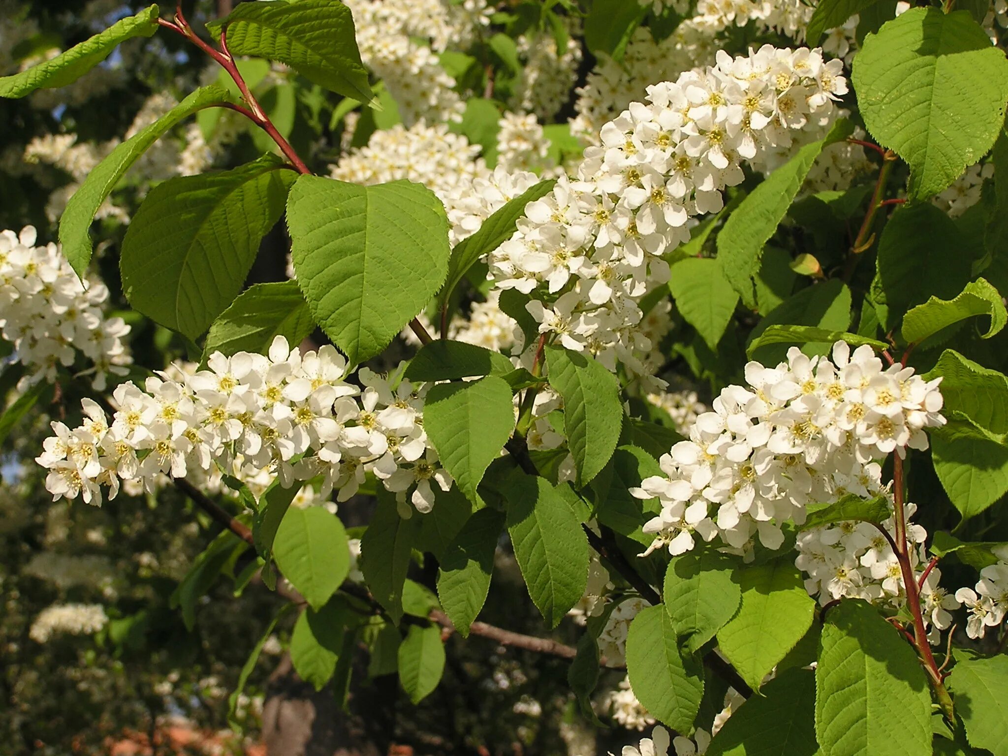 Черемуха приметы. Черемуха обыкновенная (Prunus Padus). Черёмуха обыкновенная Альберти. Черёмуха обыкновенная Padus avium. Черемуха обыкновенная Prúnus pádus.