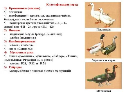 Классификация белей