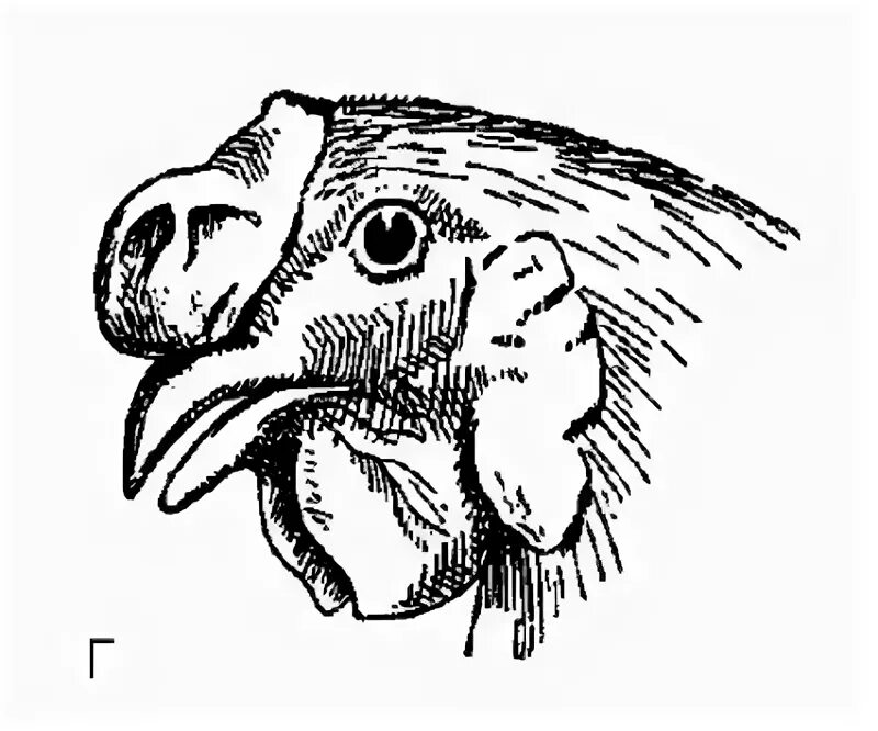 Розовидный гребень у петуха. Формы гребня у кур а. простой б.гроховидный в.ореховидный г.розовидный. Розовидный гребень листовидный гребень