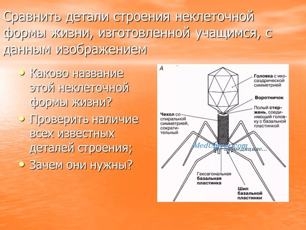 Неклеточное строение вирусов. Неклеточные формы жизни. Неклеточные структуры строение. Неклеточные формы жизни строение. Вирусы неклеточные формы жизни.