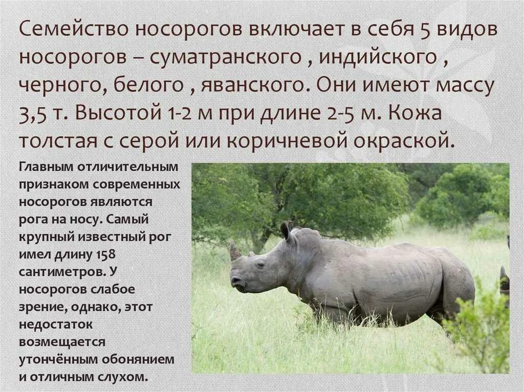 Сообщение на тему белый носорог. Суматранский носорог красная книга. отряд непарнокопытные носороговые. рассказ о белом носороге. доклад про белого носорога.