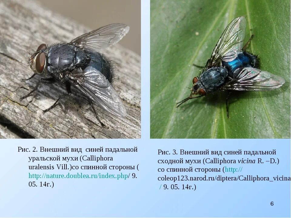 При какой температуре мухи. Жигалка личинка. Падальные мухи. Мухи Падальные мухи. Муха синяя мясная (Calliphora uralensis).