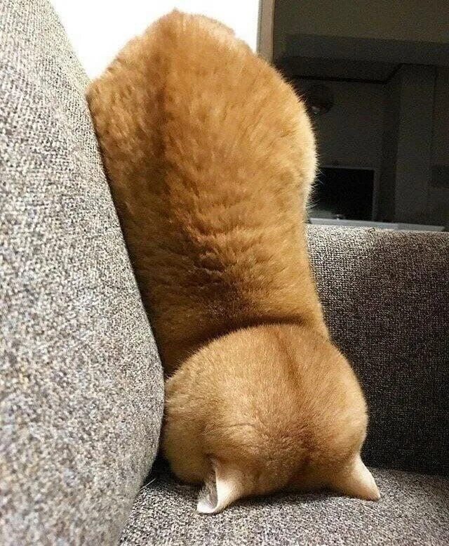 Он как будто устал. Уставший кот. котик устал. кот стал. кто рано встает тот.