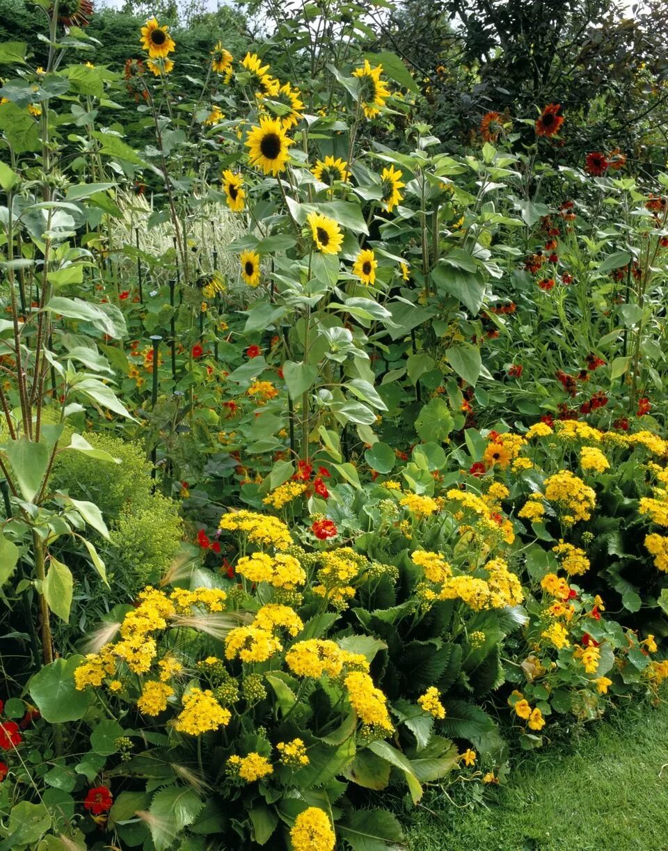 Bangalore Lalbagh Flower Show 2015-Independence day Photos Gallery 1 Garden flow