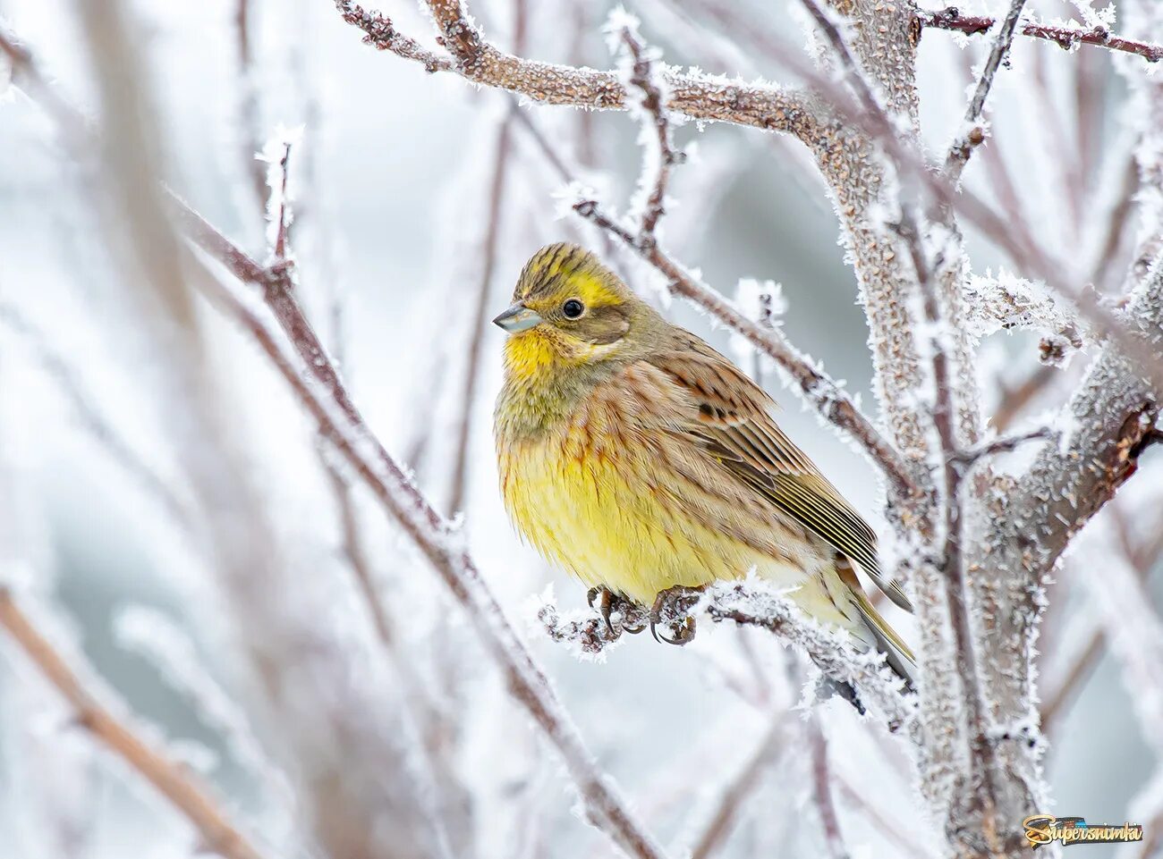 Птица предвестник весны. Овсянка обыкновенная птица. Emberiza citrinella птица. Зябликовая овсянка. Обыкновенная овсянка зимой.