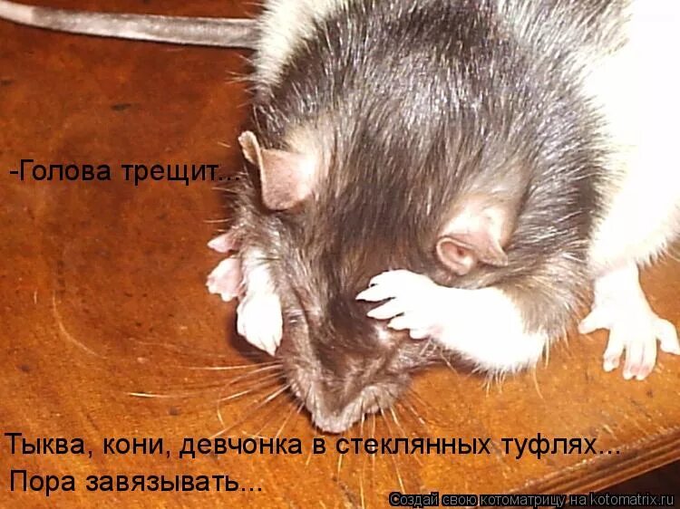 крыса убегает. крысеныш единой россии. приколы с крысами с надписями. крысы уходите. год крысы.