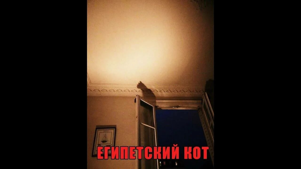 Как вызвать духа кота. Египетский кот дух исполняющий желания. вызов духа египетского кота. вызов египетского кота исполняющего желания. вызов египетского кота днем.