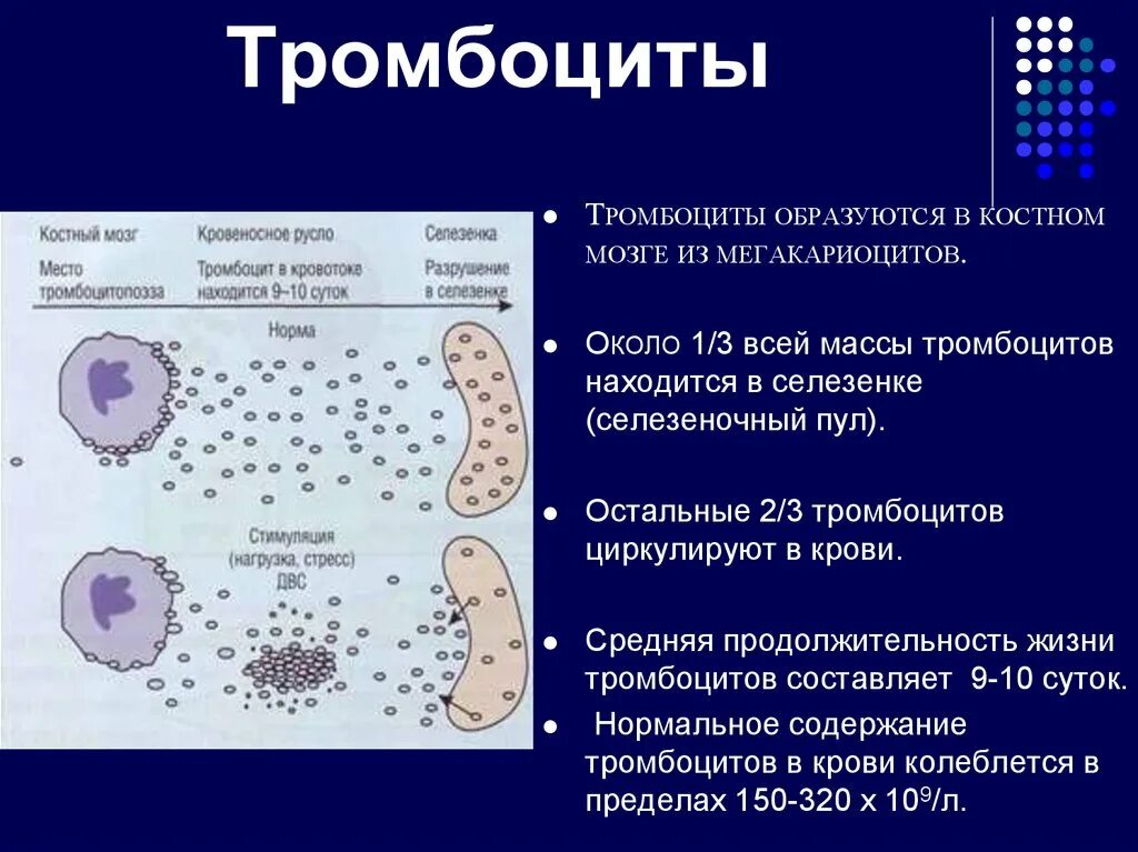 Фермент тромбоцитов. Продолительностьтизни тромбоцитов. Продолжительность жизни тромбоцитов. Жизненный цикл тромбоцитов. Тромбоциты образуются в селезенке.
