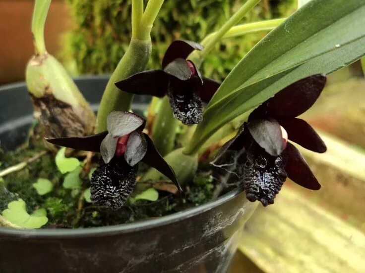 File:Maxillaria tenuifolia Lindl., Edwards's Bot. Reg. 23 t. 1986 (1837) (484678