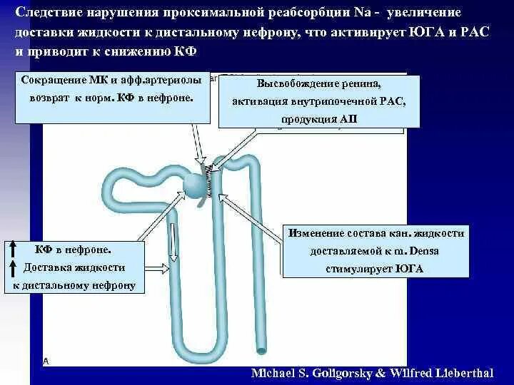 Какой процесс происходит в канальцах нефрона. Строение нефрона реабсорбция. Нарушение проксимальной и дистальной канальцевой реабсорбции. Нарушение реабсорбции в почечных канальцах характеризуется. Строение нефрона почки реабсорбция.