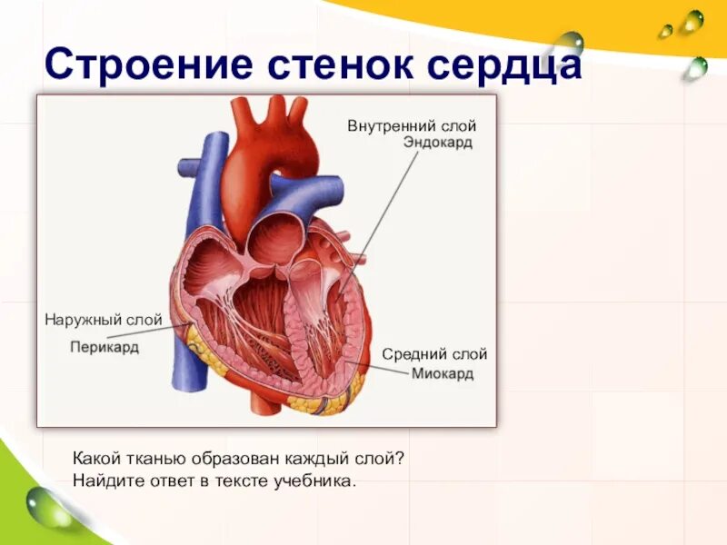 Строение 8. Строение сердечной стенки. Средний слой сердца. Внутренний слой стенки сердца. Наружный слой стенки сердца образован.