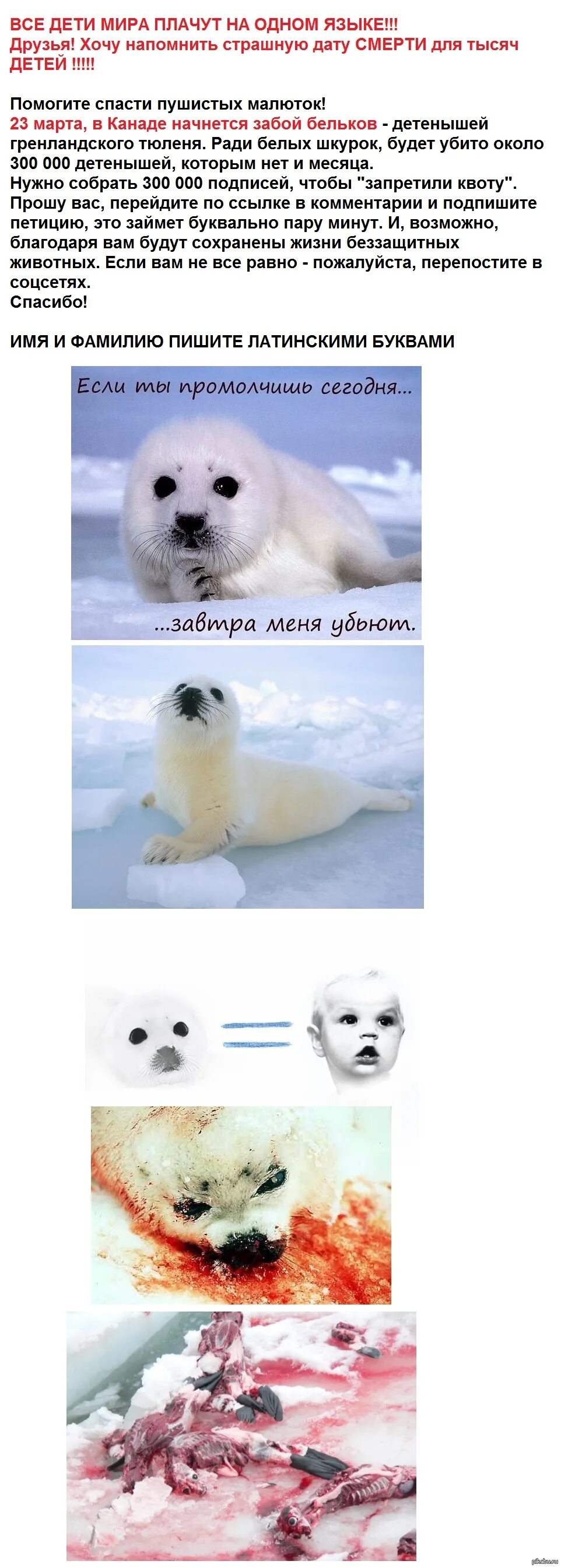 Байкальская нерпа белек. Белек нерпы. Белёк детеныш нерпы. Белёк детеныш тюленя. Белек гренландского тюленя.