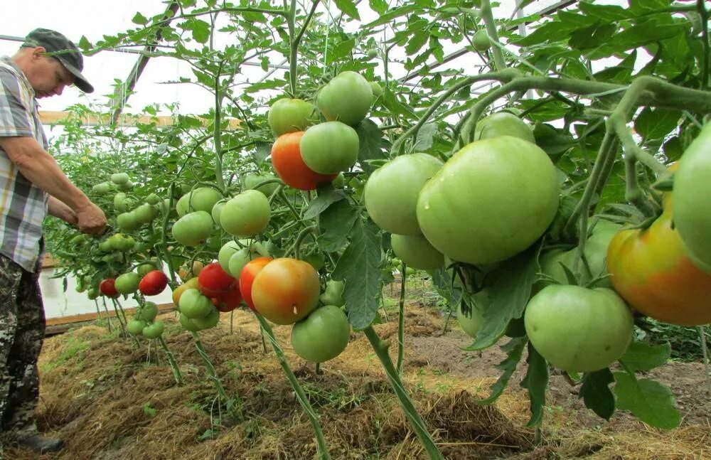 Описание томата кумир фото сорт. Сорт кумир томат. семена томатов кумир. томат колхозная королева. томат кумир характеристика.