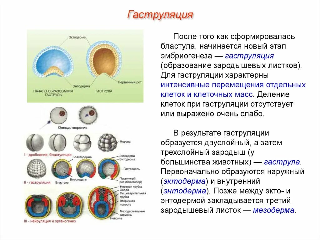 Свойство онтогенеза. Гаструляция это в биологии. Гаструляция эмбриогенеза животных. Характеристики этапов эмбриогенеза гаструла. Гаструляция это в биологии 10 класс.