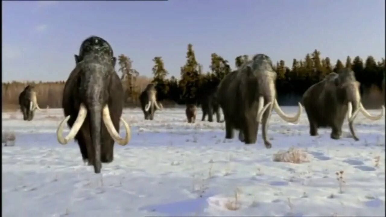 Ввс прогулки. Прогулки с чудовищами 2001. bbc прогулки с чудовищами 2001. прогулки с чудовищами 6 серия путешествие мамонта. шерстистый мамонт прогулки с чудовищами.