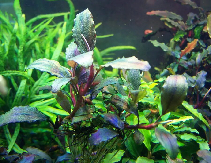 Буцефаландра blue leaf. Буцефаландра shine blue. Буцефаландра shine blue. Духи шайн мужские. Shine blue 2 буцефаландра.