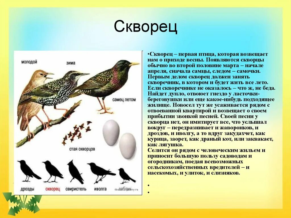 Рассказ скворцы краткое содержание. Скворец описание. Первые вестники весны птицы. Скворец птица описание. Доклад про скворца.