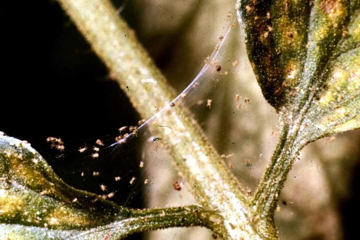 паутинный клещ паутина. личинки паутинного клеща. паутинный клещ на комнатных растениях. вредители комнатных растений паутинный клещ. паутинный клещ на рассаде перца.