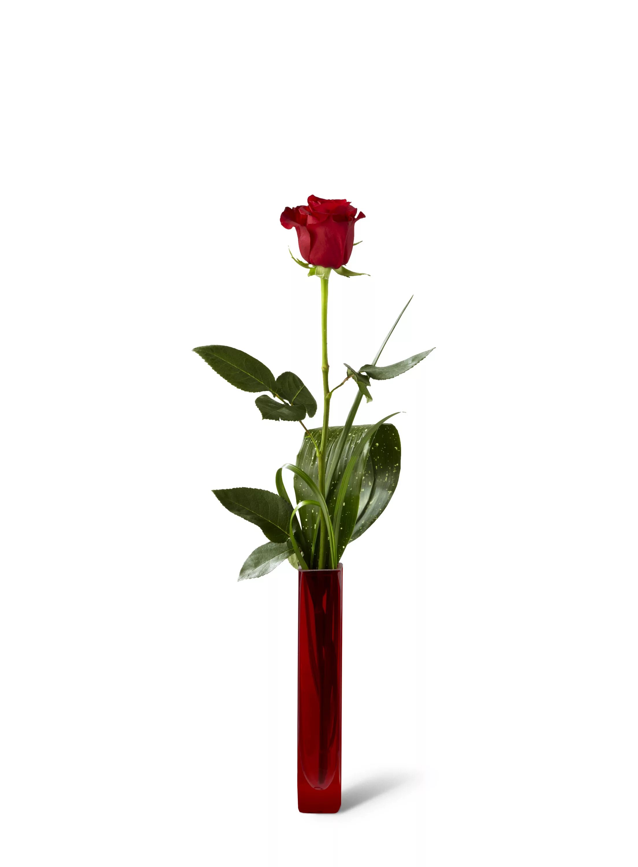 Узкая ваза для одного цветка. Ваза на длинной ножке. Один цветок. Вазы на длинной ножке для цветов. Розы на длинной ножке