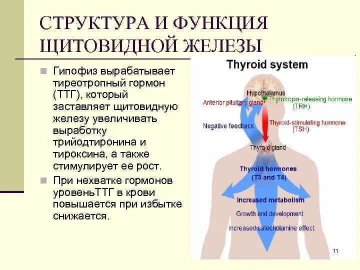 В какую систему входит щитовидная железа