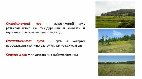 Характеристика лугов