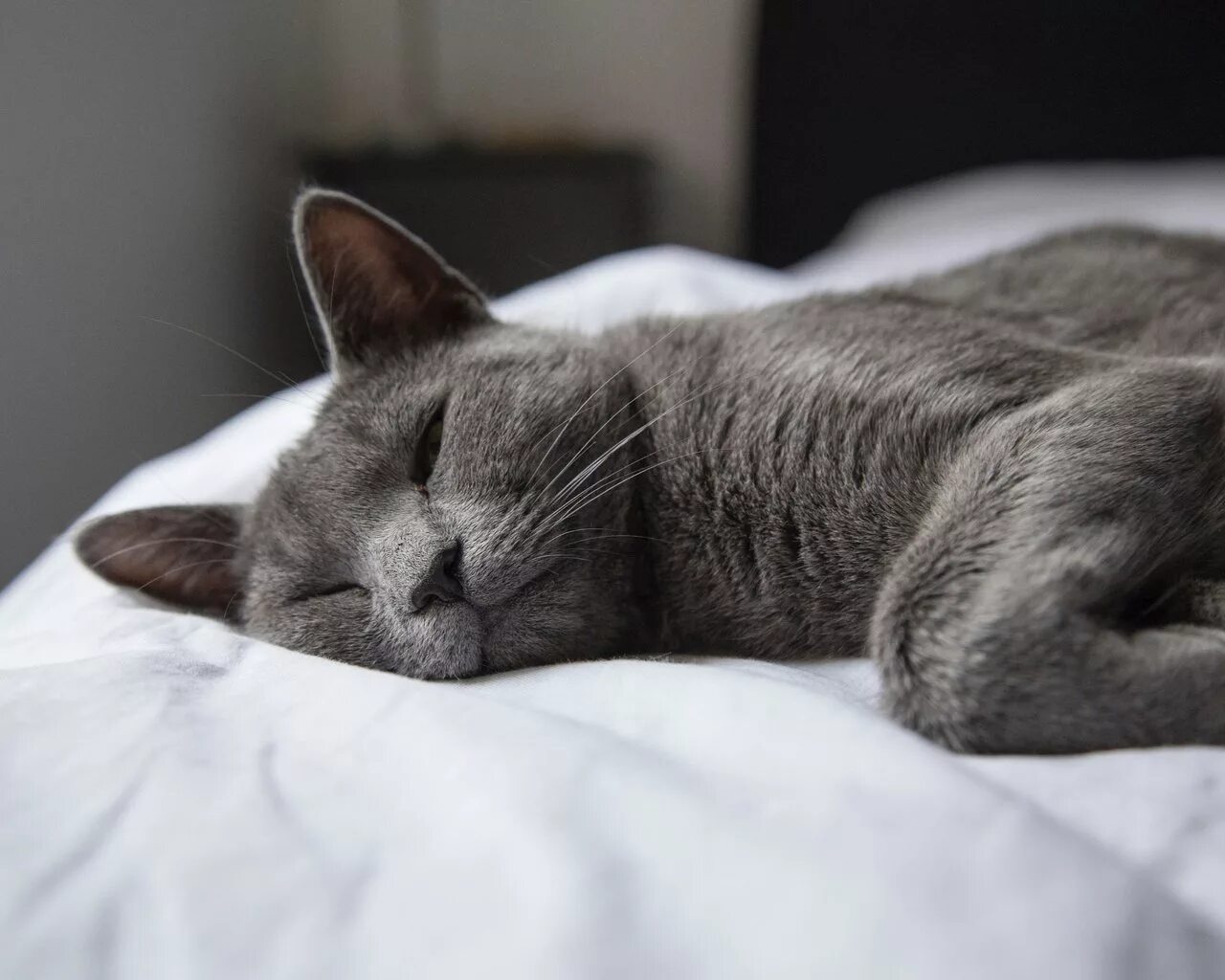 Умирающий кот во сне. Спящий кот. спящие котики. кошка спит. сонный кот.