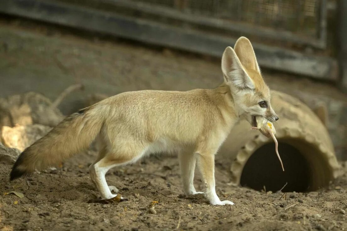 Den fox. Лисица фенек. Африканская лиса фенек. Фенеки пустынные лисички. Питается лиса фенёк.