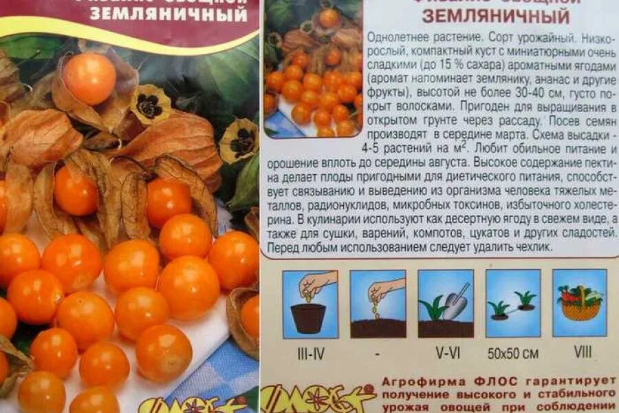 Как сажать физалис в открытый грунт. Семена физалис земляничный. физалис земляничный рассада. помидоры сорт физалис. выращиваем физалис.