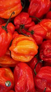 Перец армянский сладкий