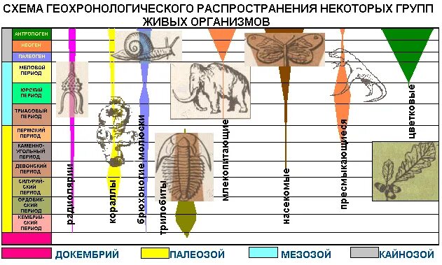 Область распространения живых. Распространение живых организмов. Расселение и распространение живых организмов. Распределение живых организмов. Расселение и распространение живых организмов биология 6 класс.