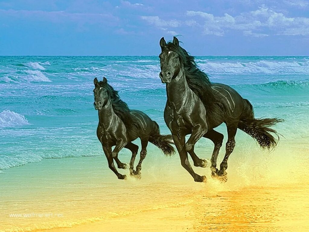 Скачут скачут две лошадки. Красивые лошади. Лошадь бежит. Пара лошадей. Лошадь бежит по морю.