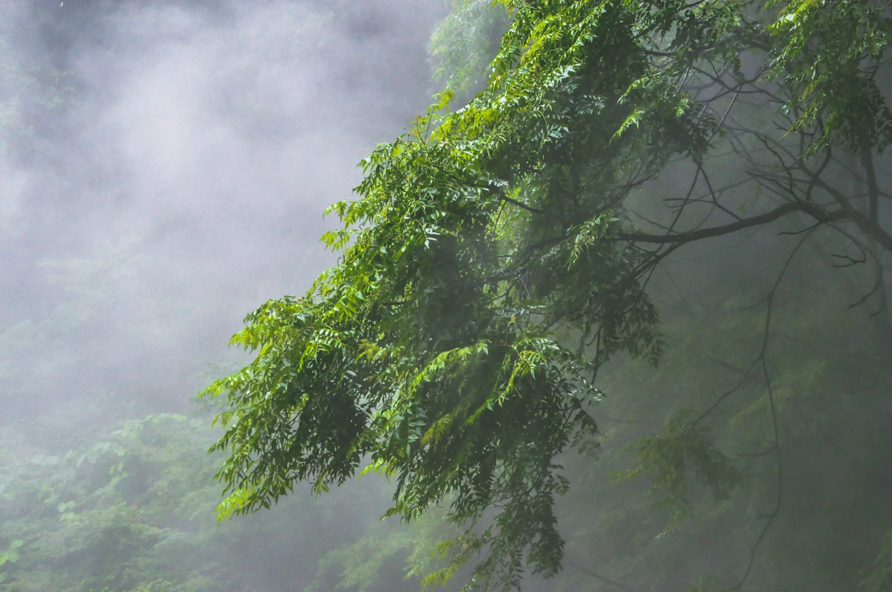 Raining tree