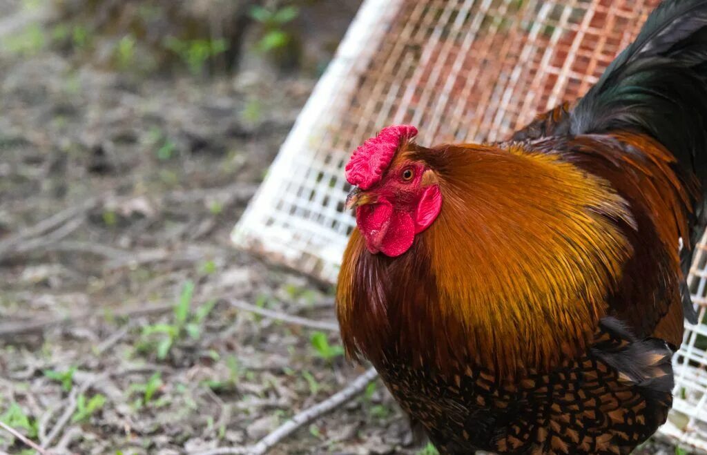 Red chickens