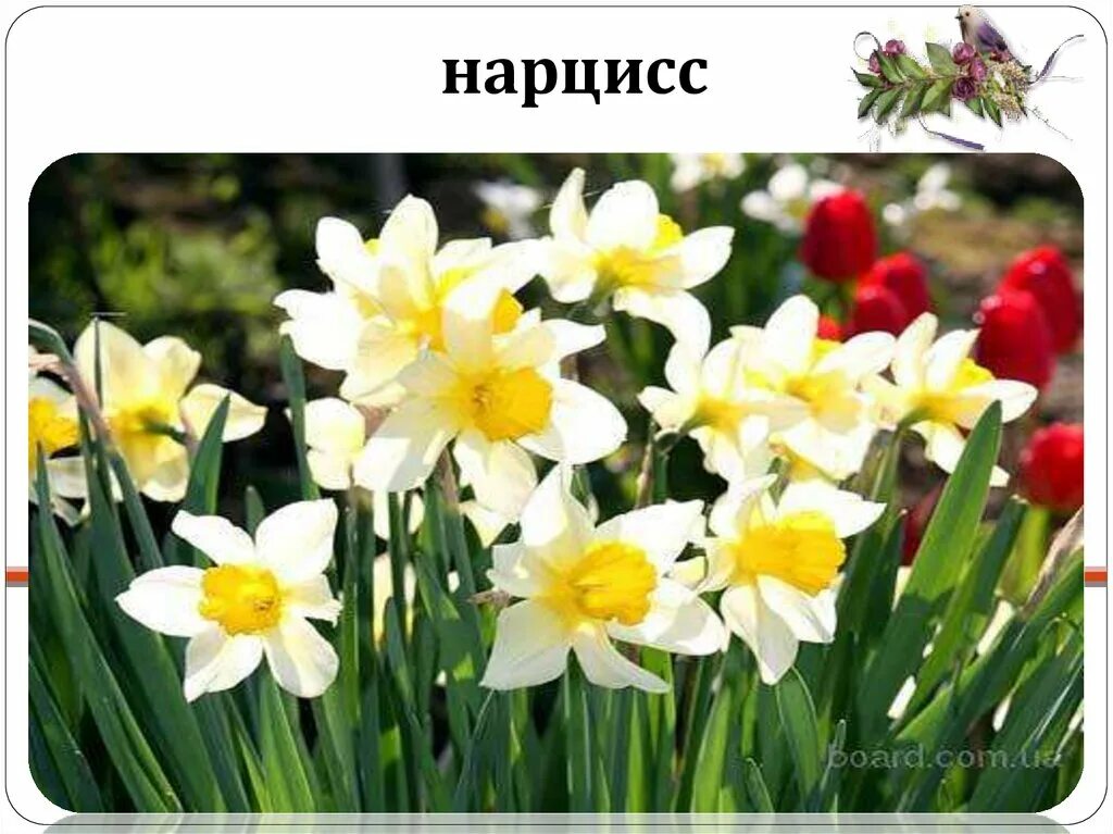Весенние цветы 2 класс. Нарцисс веласкес. чудесные цветники весной. растения весенних цветников названия. растения весенних цветников 2 класс.