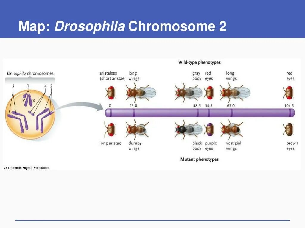 Генотип мухи дрозофилы. Дрозофилы мутанты. мухи дрозофилы генетика. drosophila melanogaster мутации. дрозофилы особенности.